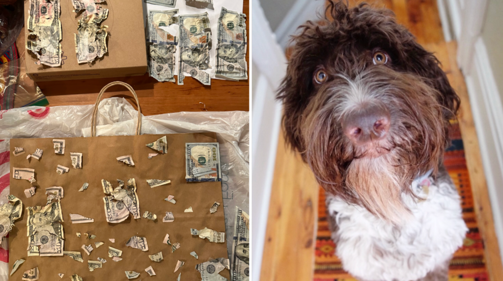 Perrita de 7 años se come 4 mil&nbsp;Dolares